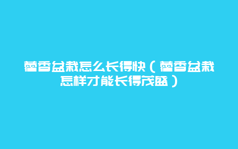 藿香盆栽怎么长得快（藿香盆栽怎样才能长得茂盛）