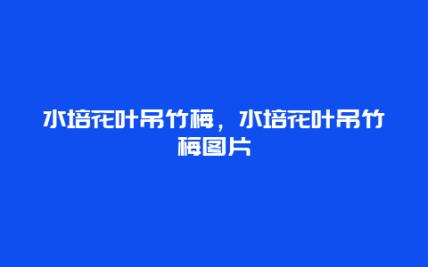 水培花叶吊竹梅，水培花叶吊竹梅图片