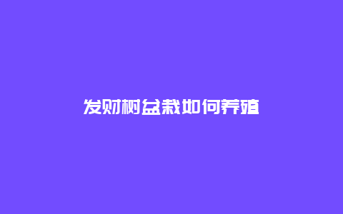 发财树盆栽如何养殖