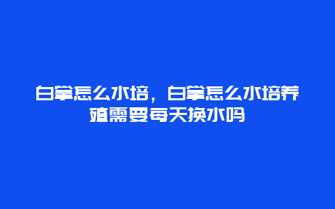 白掌怎么水培，白掌怎么水培养殖需要每天换水吗