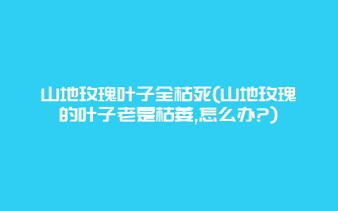 山地玫瑰叶子全枯死(山地玫瑰的叶子老是枯萎,怎么办?)