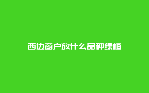 西边窗户放什么品种绿植