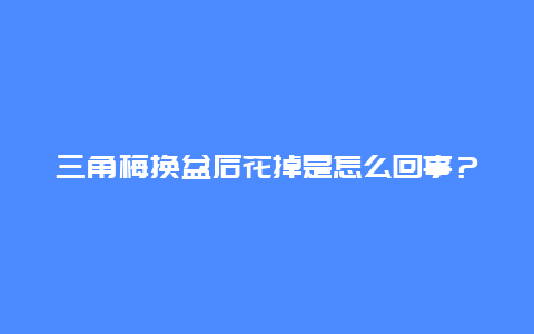 三角梅换盆后花掉是怎么回事？