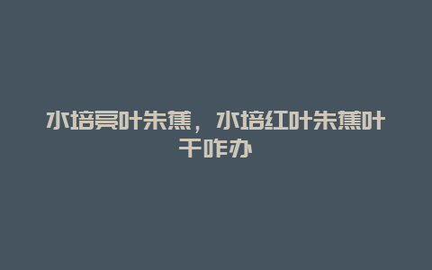 水培亮叶朱蕉，水培红叶朱蕉叶干咋办