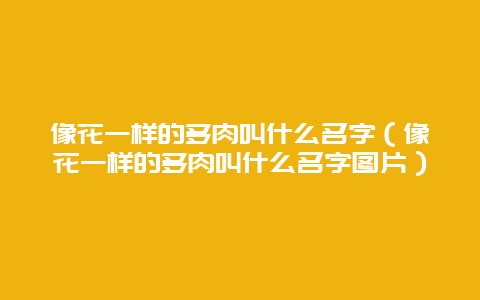 像花一样的多肉叫什么名字（像花一样的多肉叫什么名字图片）