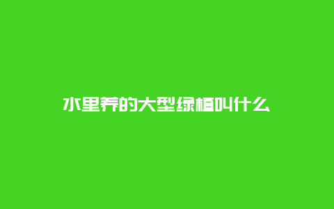 水里养的大型绿植叫什么