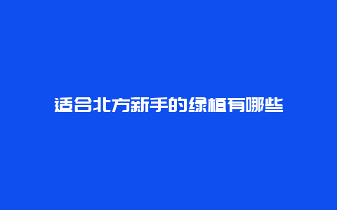 适合北方新手的绿植有哪些