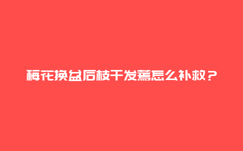 梅花换盆后枝干发蔫怎么补救？