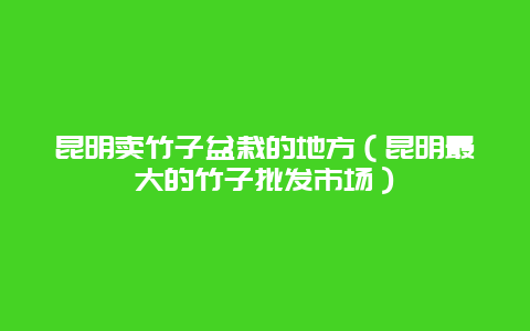 昆明卖竹子盆栽的地方（昆明最大的竹子批发市场）