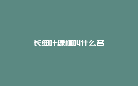 长细叶绿植叫什么名