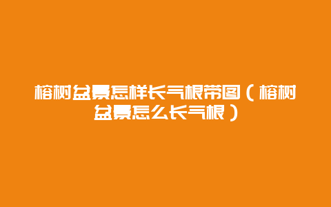 榕树盆景怎样长气根带图（榕树盆景怎么长气根）