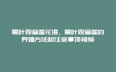 黑叶观音莲花语，黑叶观音莲的养殖方法和注意事项视频