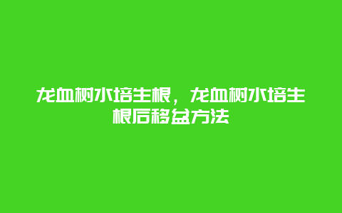 龙血树水培生根，龙血树水培生根后移盆方法