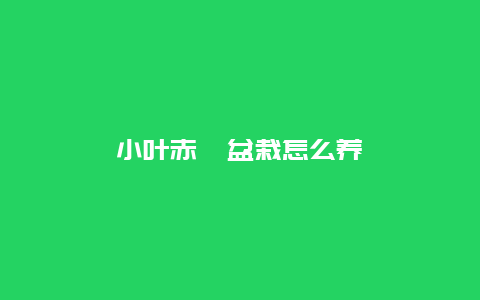 小叶赤楠盆栽怎么养