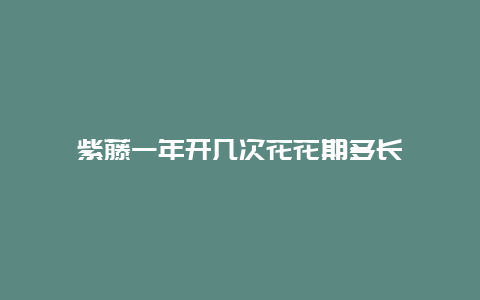 紫藤一年开几次花花期多长