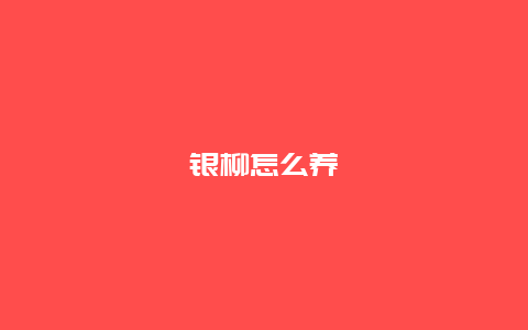 银柳怎么养