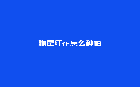 狗尾红花怎么种植