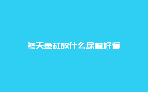 冬天鱼缸放什么绿植好看