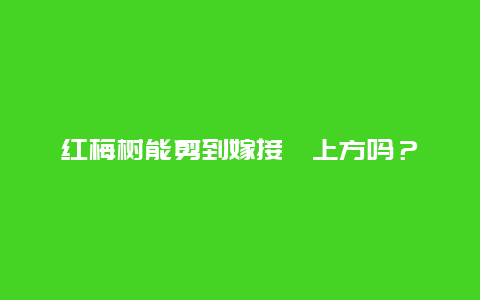 红梅树能剪到嫁接囗上方吗？