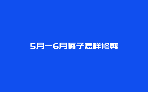 5月一6月梅子怎样修剪