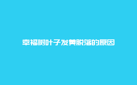 幸福树叶子发黄脱落的原因