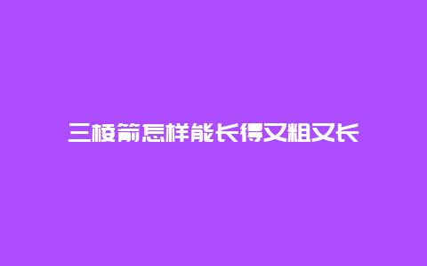 三棱箭怎样能长得又粗又长