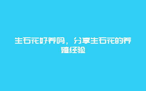 生石花好养吗，分享生石花的养殖经验