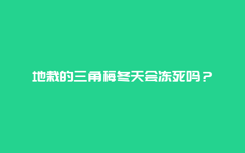 地栽的三角梅冬天会冻死吗？