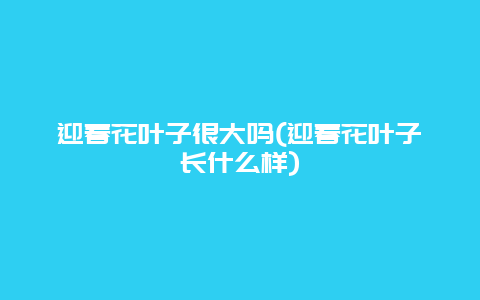 迎春花叶子很大吗(迎春花叶子长什么样)