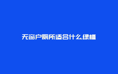 无窗户厕所适合什么绿植