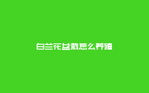 白兰花盆栽怎么养殖