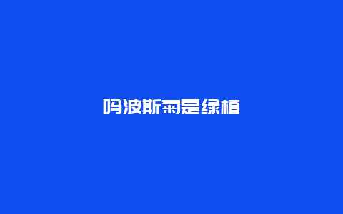 吗波斯菊是绿植