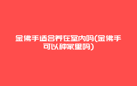 金佛手适合养在室内吗(金佛手可以种家里吗)