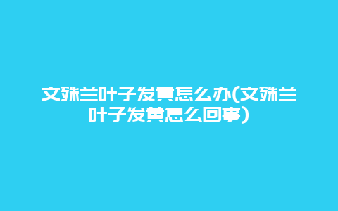 文殊兰叶子发黄怎么办(文殊兰叶子发黄怎么回事)