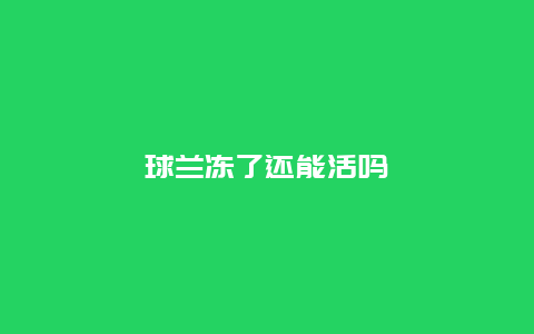 球兰冻了还能活吗