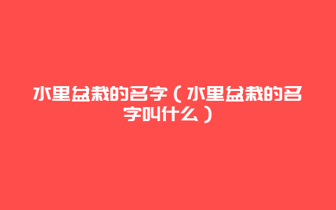 水里盆栽的名字（水里盆栽的名字叫什么）