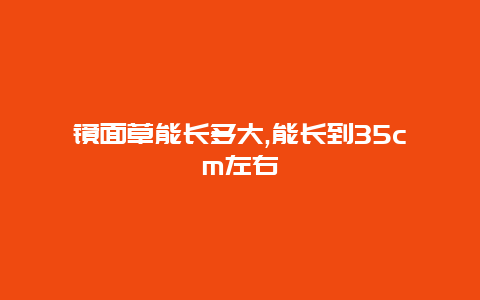 镜面草能长多大,能长到35cm左右