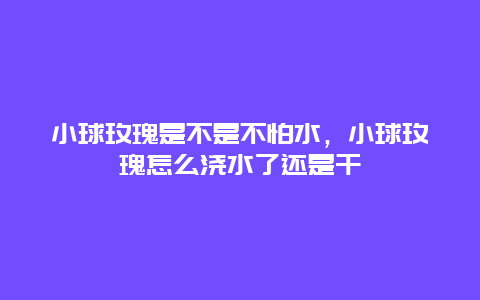 小球玫瑰是不是不怕水，小球玫瑰怎么浇水了还是干