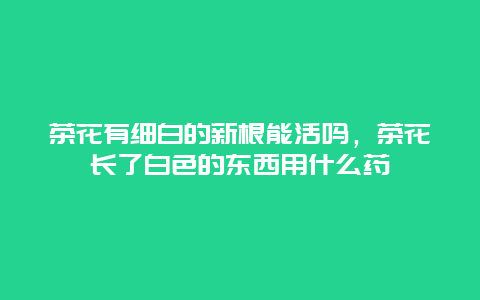 茶花有细白的新根能活吗，茶花长了白色的东西用什么药