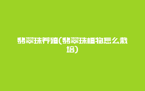 翡翠珠养殖(翡翠珠植物怎么栽培)