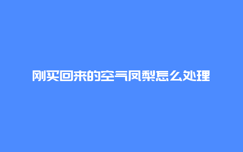 刚买回来的空气凤梨怎么处理