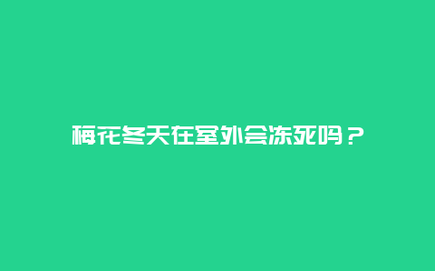 梅花冬天在室外会冻死吗？