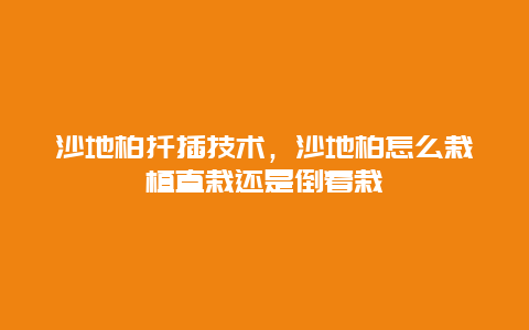 沙地柏扦插技术，沙地柏怎么栽植直栽还是倒着栽