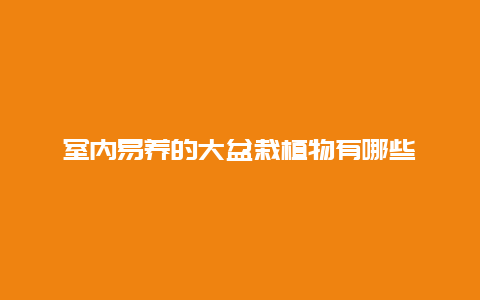 室内易养的大盆栽植物有哪些