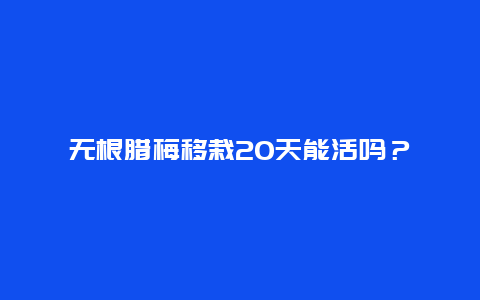 无根腊梅移栽20天能活吗？