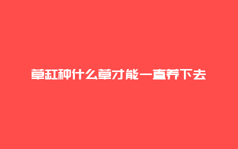 草缸种什么草才能一直养下去