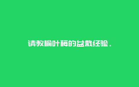 请教榆叶梅的盆栽经验。