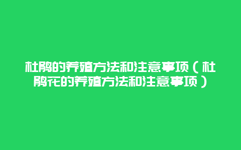 杜鹃的养殖方法和注意事项（杜鹃花的养殖方法和注意事项）