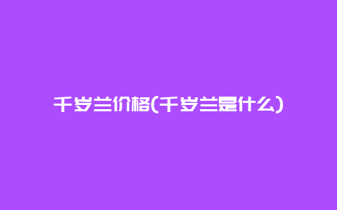 千岁兰价格(千岁兰是什么)