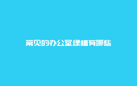 常见的办公室绿植有哪些